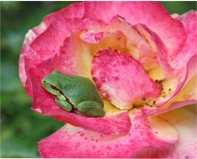 Mensagem da Semana: A Rosa e o Sapo