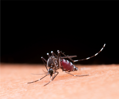 MG passa de 100 mil casos confirmados de dengue; mortes crescem 25% em sete dias