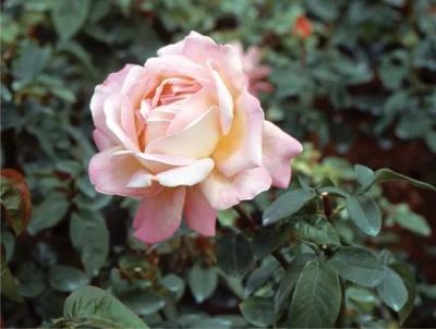 MENSAGEM DA SEMANA: Parábola da Rosa